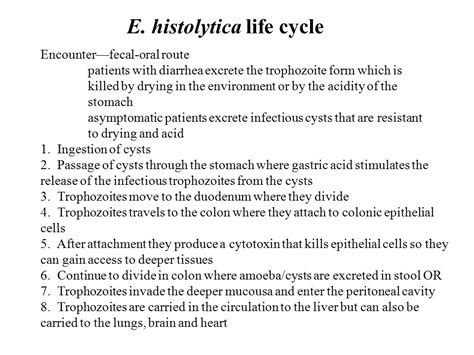 Entamoeba Histolytica Life Cycle Ppt