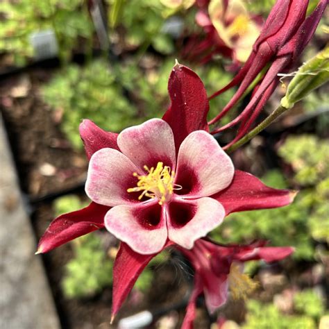 Eagle Lake Blooming List Eagle Lake Nurseries