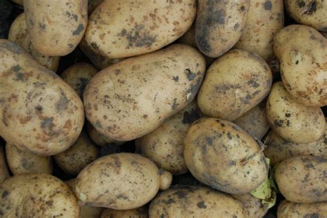 Potato Fungus » Tips for Identification & Control