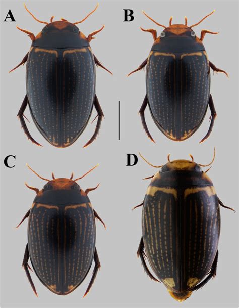 The Coleopterists Society On Twitter Literaturenotice Jiang Et Al