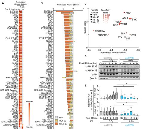 Synemin Regulates C Abl Kinase Activity A Heatmap Of Tyrosine Kinase