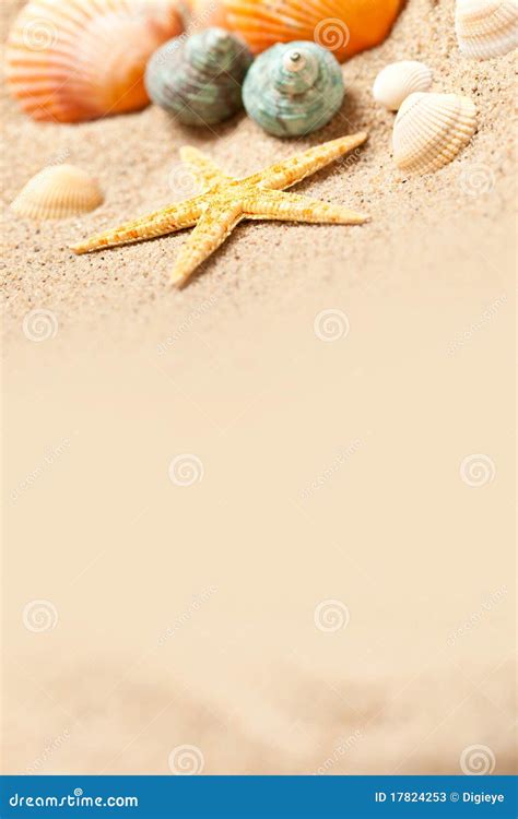 Sea Life Shells Stock Image Image Of Seashell Summer 17824253