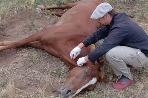 Confirman El Primer Caso De Encefalomielitis En Humanos Diario Con Vos