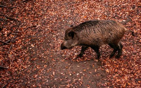 Wildschweine Abwehren Verhalten Bei Wildschweinangriff