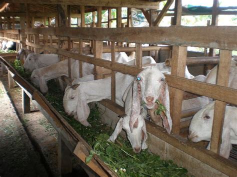 Kerjasama Ternak Kambing Jogja