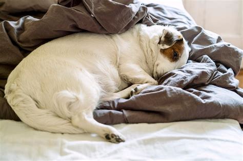 Premium Photo Cute Jack Russell Dog Sleeping In The Bed