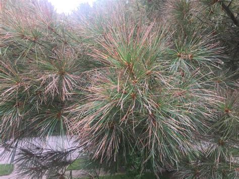 White Pine Needles Browning And Dropping Plantdoc