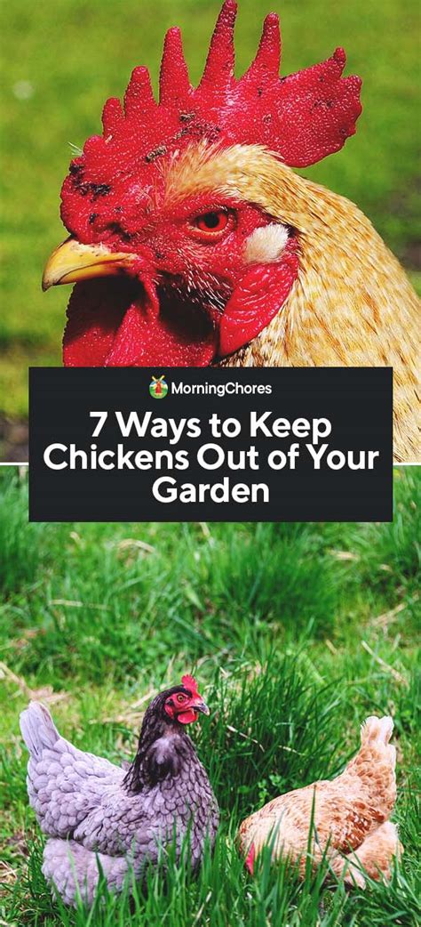 7 Ways To Keep Chickens Out Of Your Garden