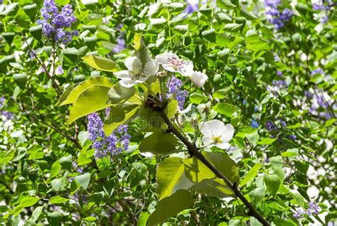 Rama De Manzano Floreciente Con Grandes Flores Blancas En Primavera