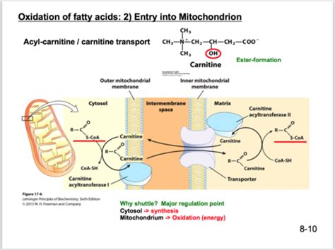 Chapter 11 Lipid And Amino Acid Metabolism Flashcards Quizlet