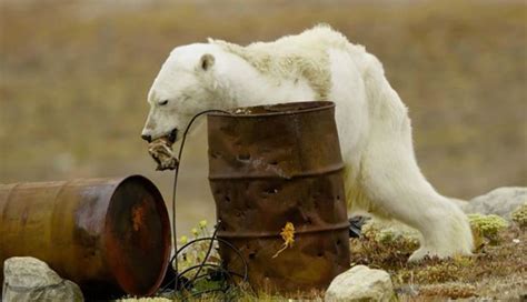 National Geographic photographer posts emotional video of starving ...