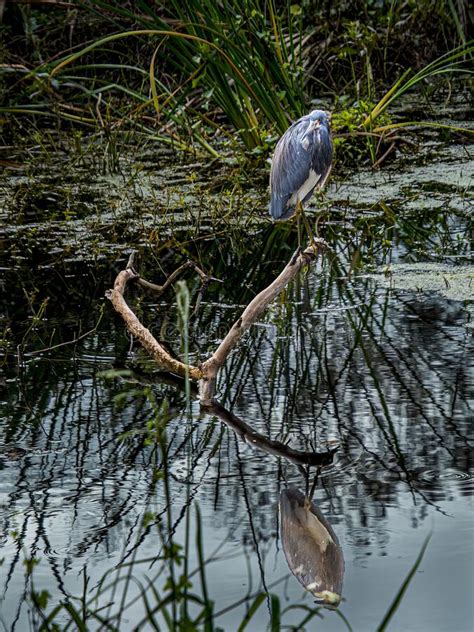 Tricolored Heron Posing In The Swamp Stock Image Image Of