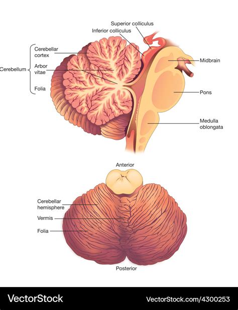 Top 10 cerebellum anatomy ideas and inspiration