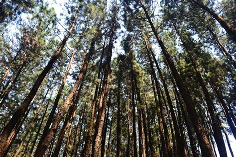 Photography & Me: Pine Forest at Vagamon