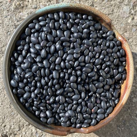 Certified Organic Black Beans — Seneca Grain & Bean