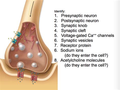 Synaptic Knob