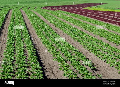 vast green field  plants   daytime stock photo alamy