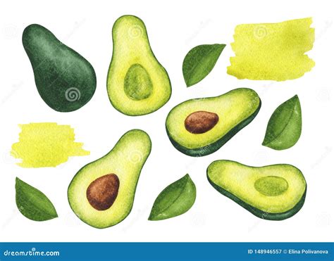 Set Of Watercolor Avocados And Leaves Stock Illustration Illustration