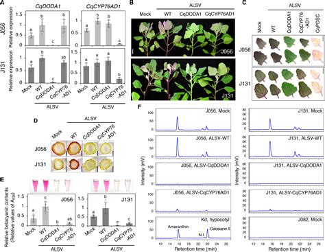 Frontiers Virus Mediated Transient Expression Techniques Enable