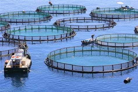 Innovative Study Reveals Overlooked Ecological Benefits Of Aquaculture