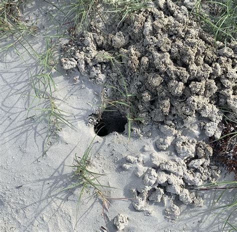 Ghost Crab Burrow - Galveston Island Nature Tourism Council