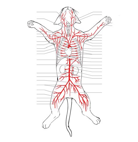 Cat Arteries Diagram Quizlet