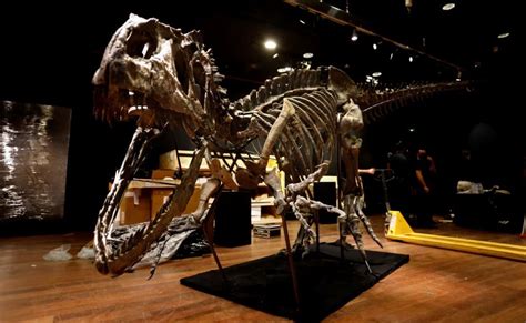 All Asta Lo Scheletro Completo Di Un T Rex Esemplare Da Milioni Di