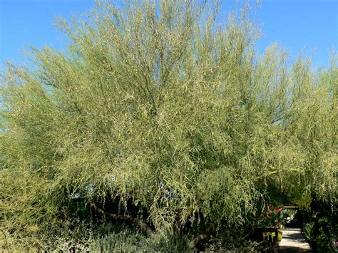 Photo #19485 | Parkinsonia florida | plant lust