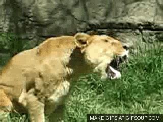 Lion GIF - Find & Share on GIPHY