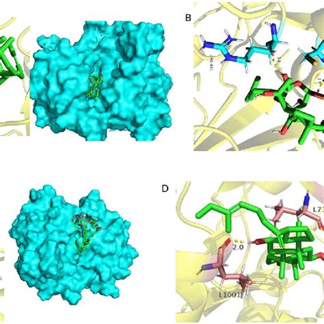 Molecular Docking Results Of 4 Ginsenosides And EGFR Protein