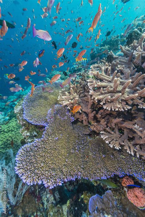 A Profusion Of Coral And Reef Fish On Batu Bolong Komodo Island