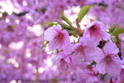 ピンクの花が咲く木32種を春、夏、秋、冬の季節ごとに紹介！ Lovegreenラブグリーン