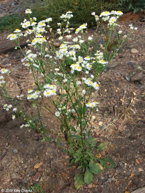 Erigeron Annuus Annual Fleabane Minnesota Wildflowers