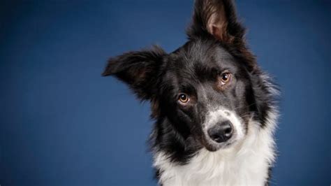 Border Collie Makes the Most Tender Gesture Toward Mom While Meeting ...