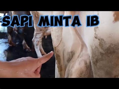 Peternak Sapi Wajib Tahu Tanda Tanda Sapi Minta Ib Youtube