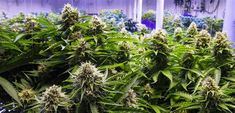 How to Grow Marijuana - Step by Step | Marijuana Guides