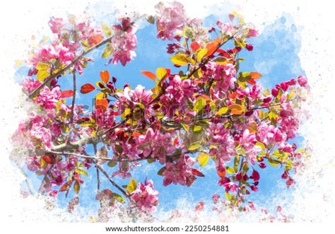 Watercolor Painting Cherry Blossom Watercolor Art Stock Illustration ...