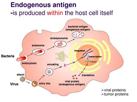 Ppt Antigen Presentation And Antigen Presenting Cell Powerpoint Presentation Id 6833625