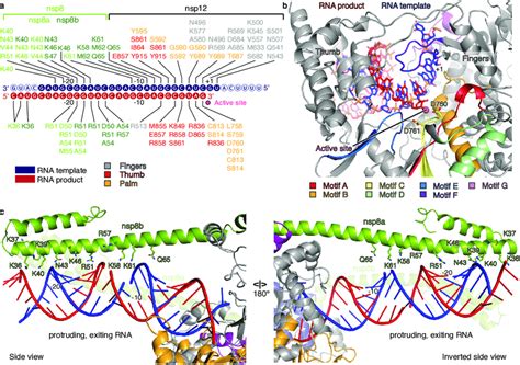 Rdrp Rna Interactions A Schematic Of Protein Rna Interactions Solid