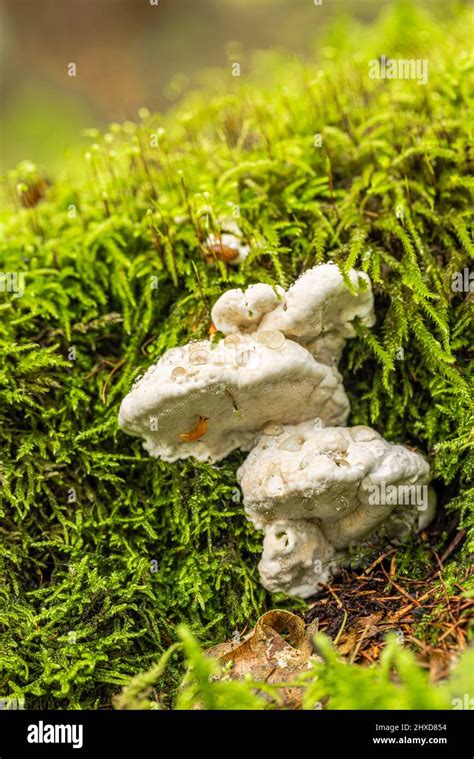 El Hongo De La Yesca Crece En La Madera Muerta Fotograf As E Im Genes