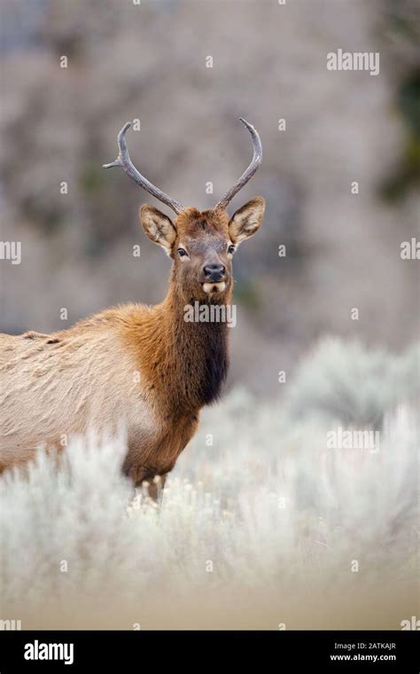 Elk, Yellowstone National Park, Wyoming, USA Stock Photo - Alamy