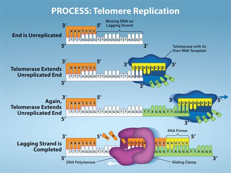 Dna Replication In Eukaryotes Biology E Part I Nd Edition