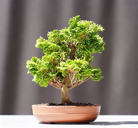 Bonsai Hinoki Scheinzypresse Chamaecyparis Obtusa Shohin Cm Japano