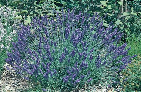 Lavandula Angustifolia Plant