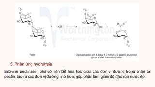 Enzyme Pectinase Pptx