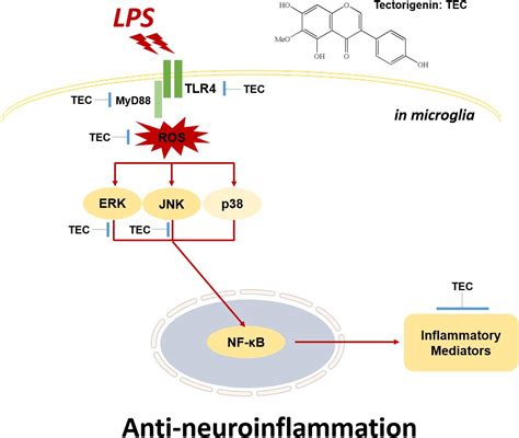 Frontiers The Anti Neuroinflammatory Activity Of Tectorigenin