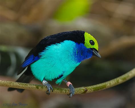 Paradise Tanager / Tangara chilensis photo call and song