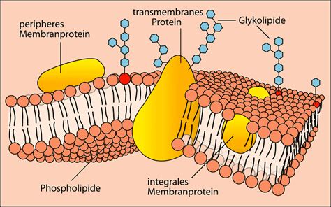 Abb 179 Aufbau Zellmembran