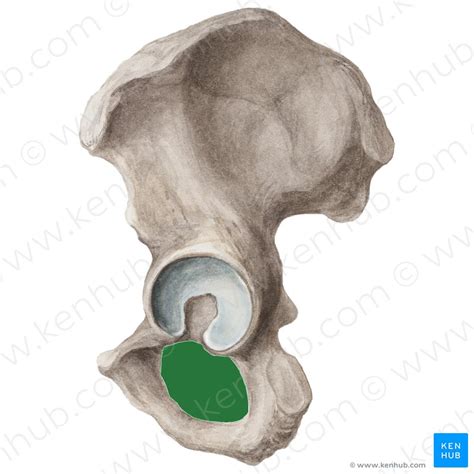 Obturator Foramen Male Vs Female