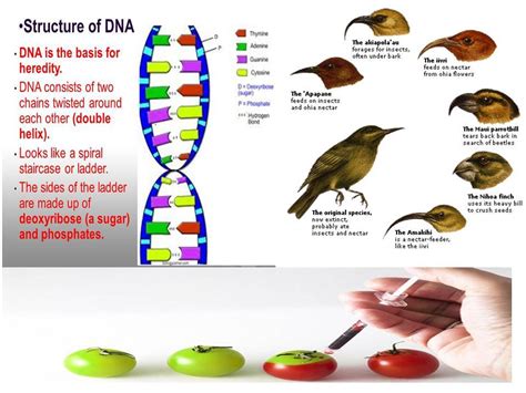 Adaptations And Environment Dna And Cloning And Evolution Bundle